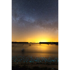 Île d'Hoëdic : Planctons phosphorescents