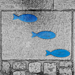 Photo "Trois poissons bleus"