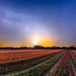 La Torche : champ de tulipes à la lueur de la Lune