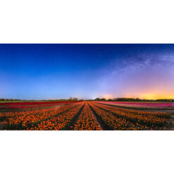 La Torche : champ de tulipes sous les étoiles