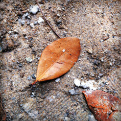 Photo à encadrer "Feuille de route"